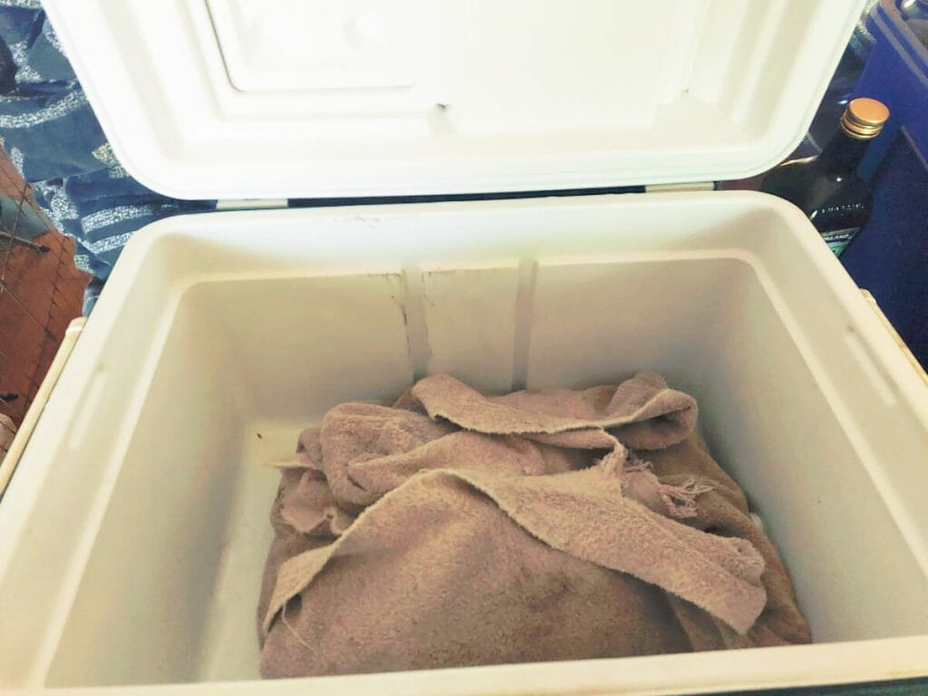resting-traeger-brisket-in-the-cooler