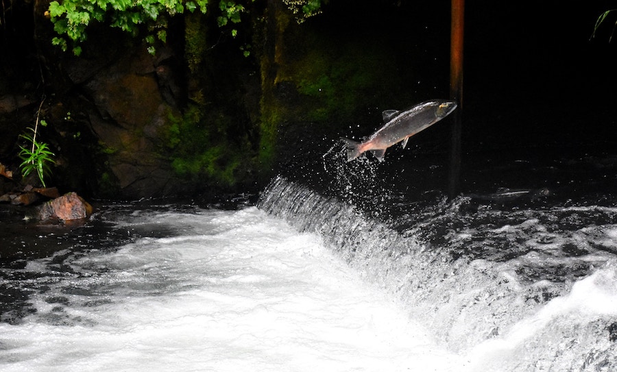 Fresh fish for cold smoking salmon